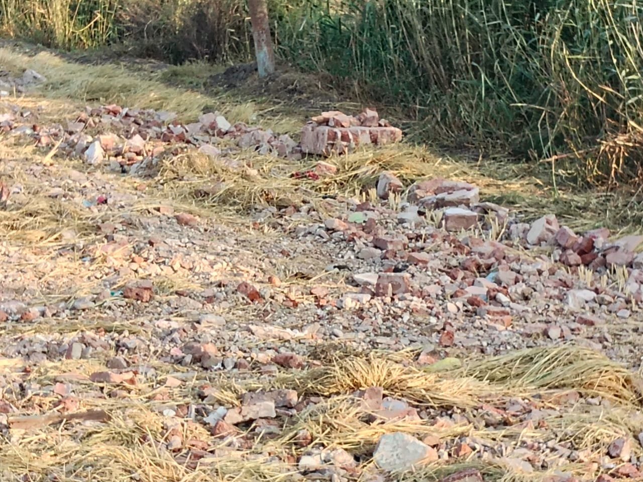 تبوير زراعات جوار جبانة السنبلاوين دقهلية طريق برهمتوش